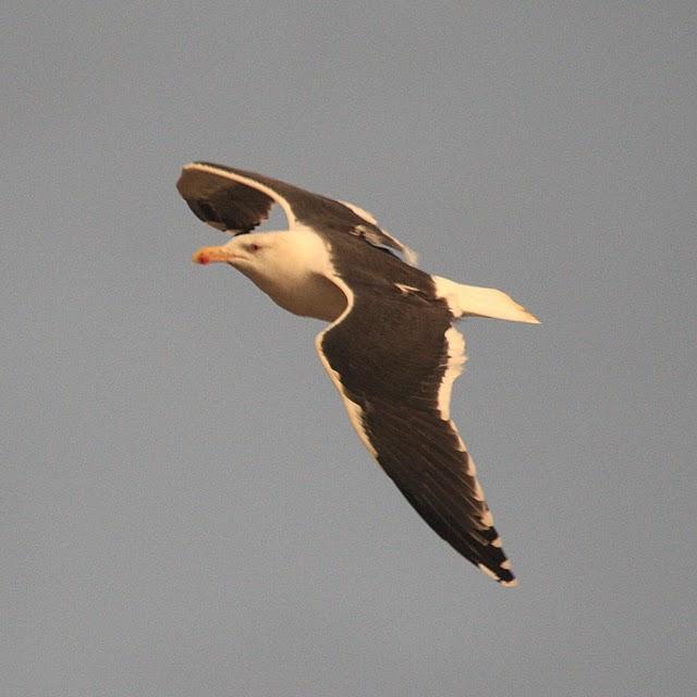 GAVIÓN ATLÁNTICO-LARUS MARINUS-GREATER BLAC BAKED GULL