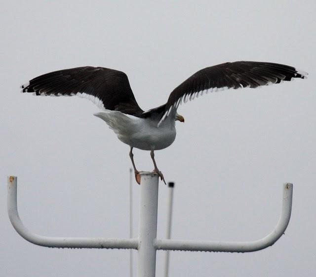 GAVIÓN ATLÁNTICO-LARUS MARINUS-GREATER BLAC BAKED GULL