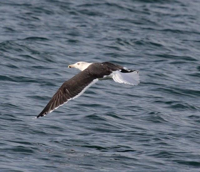 GAVIÓN ATLÁNTICO-LARUS MARINUS-GREATER BLAC BAKED GULL