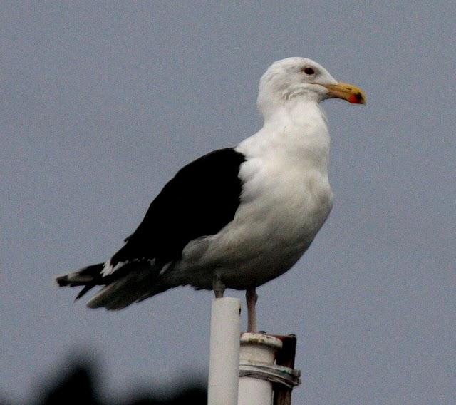 GAVIÓN ATLÁNTICO-LARUS MARINUS-GREATER BLAC BAKED GULL