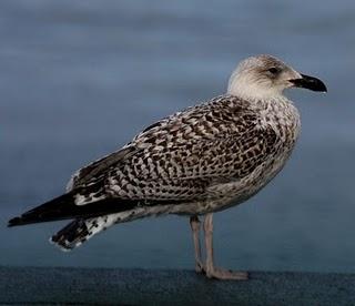 GAVIÓN ATLÁNTICO-LARUS MARINUS-GREATER BLAC BAKED GULL