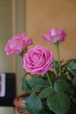 Roses a la tardor: Un día para recordar.