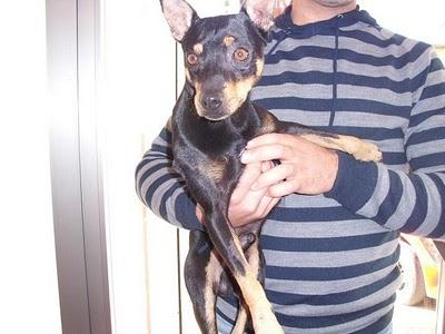 Pinscher perdido en Sant Andreu,ayuda para encontrarle (BARCELONA)