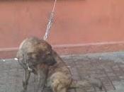 Maltrato animal Valencia, urgente, esta perra puede morir ya....