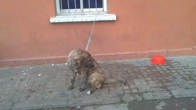 Maltrato animal en Valencia, es muy urgente, esta perra puede morir ya....