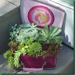 succulentbox2