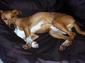 Historias .... acogidos. Nilo