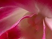 orquídea camina