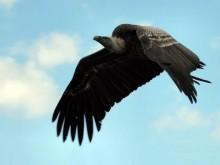 buitre negro remonta vuelo