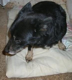 LOBA, ABUELITA EN BUSCA DE ADOPCION O ACOGIDA!!! SEVILLA.