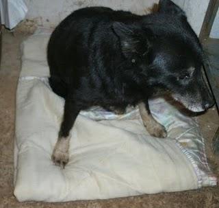 LOBA, ABUELITA EN BUSCA DE ADOPCION O ACOGIDA!!! SEVILLA.