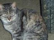 Romanita unos meses, abandonada calle. urgente. Vizcaya