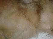 LUJÁN, peque solo kilos atropellado, fuerte contusion, perdido visión!!!