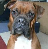 Los Beneficios de las Mascotas