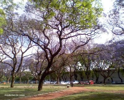 Árboles de color azul en Buenos Aires Árboles de color azul en Buenos Aires