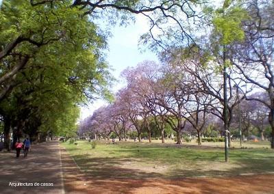 Árboles de color azul en Buenos Aires