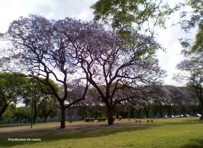 Árboles de color azul en Buenos Aires Árboles de color azul en Buenos Aires