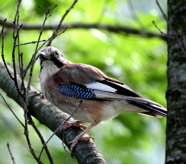 ARRENDAJO-GARRULUS GLANDARIUS-EURASIAN JAY