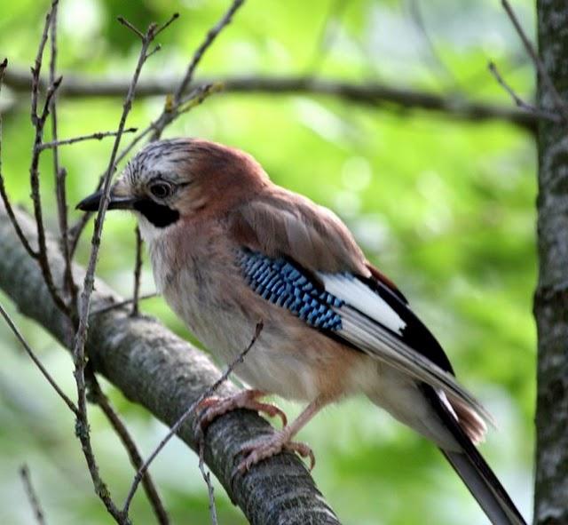 ARRENDAJO-GARRULUS GLANDARIUS-EURASIAN JAY