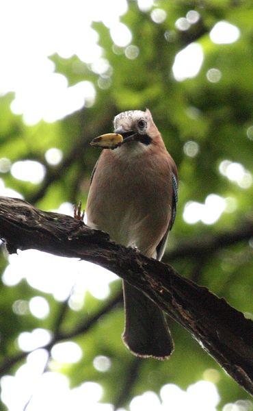 ARRENDAJO-GARRULUS GLANDARIUS-EURASIAN JAY