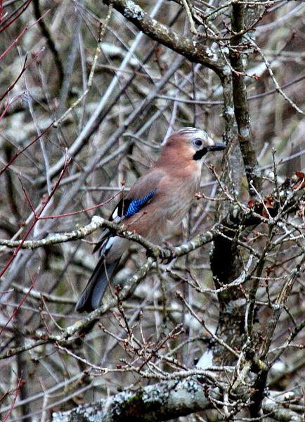 ARRENDAJO-GARRULUS GLANDARIUS-EURASIAN JAY