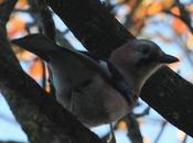 Arrendajo-garrulus glandarius-eurasian