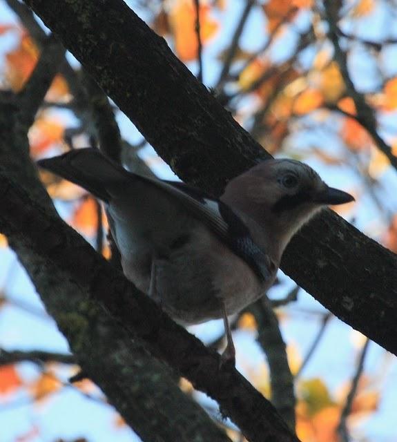 ARRENDAJO-GARRULUS GLANDARIUS-EURASIAN JAY