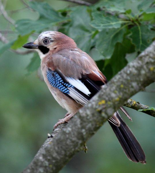 ARRENDAJO-GARRULUS GLANDARIUS-EURASIAN JAY