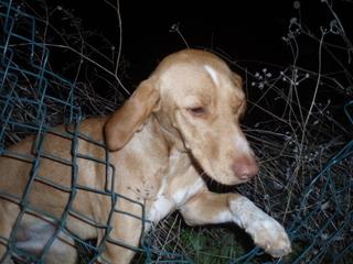 DORA, cachorrita sola en la calle (Córdoba) URGENTE!!
