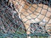 DORA, cachorrita sola calle (Córdoba) URGENTE!!