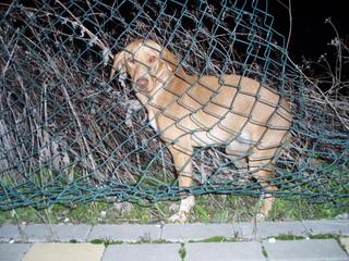 DORA, cachorrita sola en la calle (Córdoba) URGENTE!!