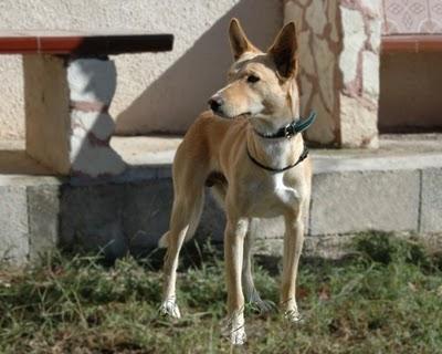 ZIP se ha escapado, ayuda para encontrarlo, Valencia