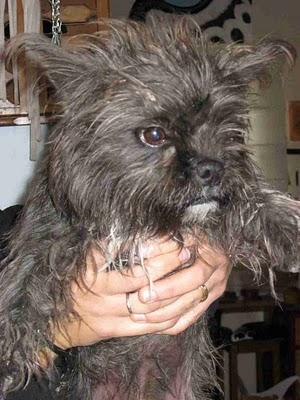 A PUNTO DE MORIR ATROPELLADA! ENCONTRADA EN UNA AUTOVÍA!!!