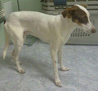 A pesar de todo VIVE y vivirá feliz con una familia, lo tenemos que conseguir