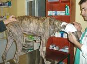 Novedades galga recogida herida grave frente. Acogida Galgo
