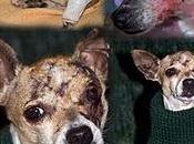 Abril, cruce chihuahua quemada ADOPCIÓN Arca Córdoba.