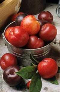 El deber de dar fruto abundante