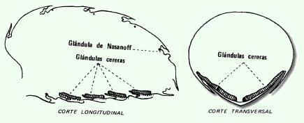 SISTEMA GLANDULAR DE LAS ABEJAS - SYSTEM GLANDS OF BEES (Span and Eng).