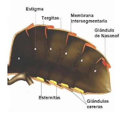 SISTEMA GLANDULAR DE LAS ABEJAS - SYSTEM GLANDS OF BEES (Span and Eng).