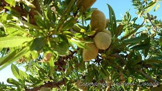 ALMENDROS