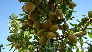 ALMENDROS