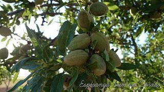 ALMENDROS