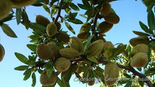 ALMENDROS