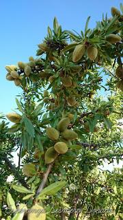 ALMENDROS