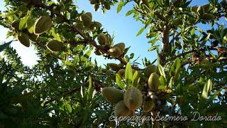 ALMENDROS
