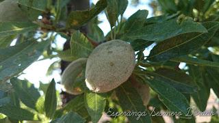 ALMENDROS