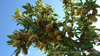 ALMENDROS