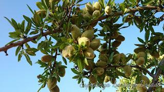 ALMENDROS