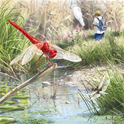 Una Guía para jóvenes naturalistas