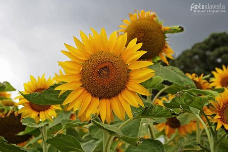 Girasoles azorados. Fotografía creativa - Fotografía artística